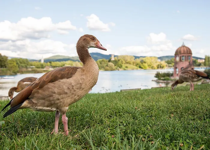 Viavelo House Am Seepark Hotel Freiburg im Breisgau